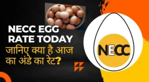NECC Egg Rate Today